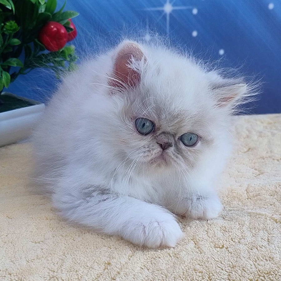 Sesil Persian female, black tabby pointed bicolour