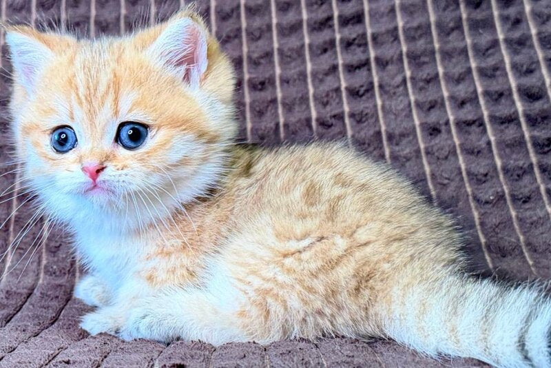 Milo Munchkin male, black golden spotted tabby