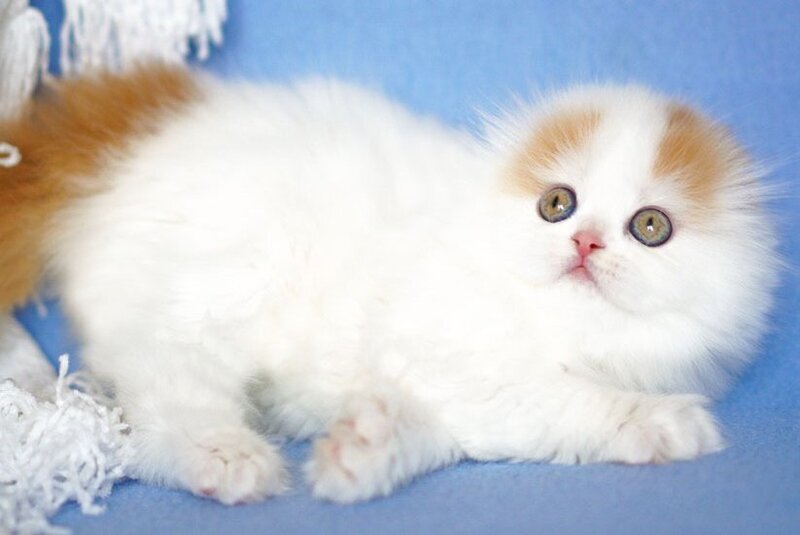 Pumpkin Scottish Fold female red tabby van - live animals