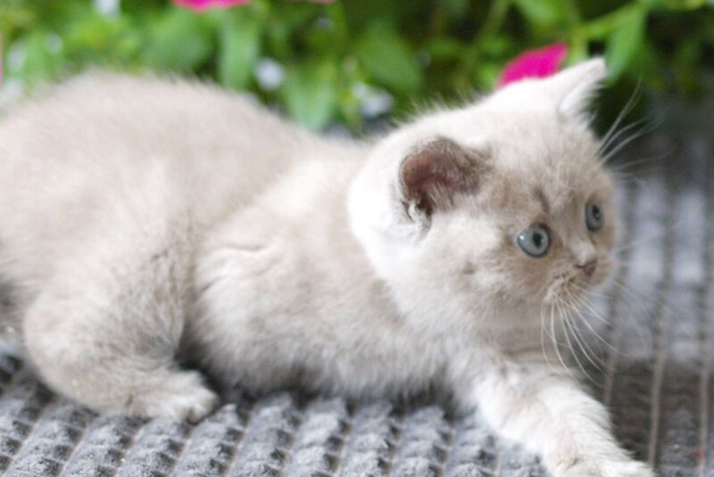 Oliver British Shorthair male, lilac