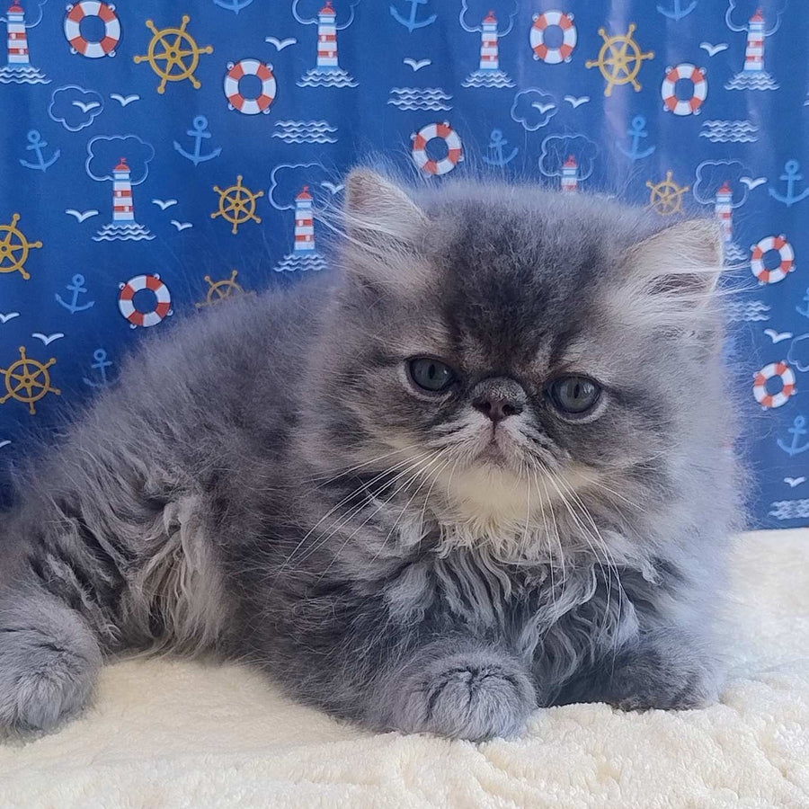 Bars Persian male, blue tabby