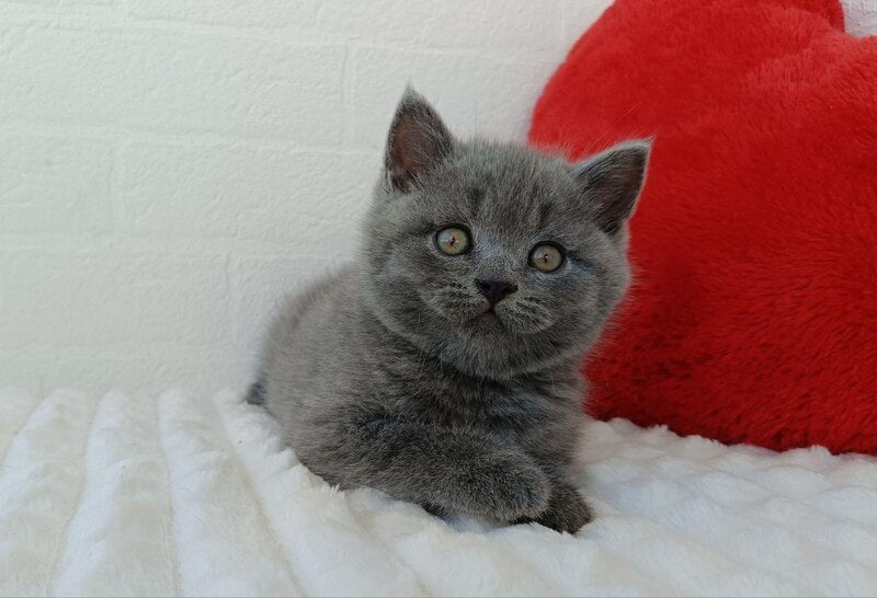 William Scottish Straight male blue - live animals