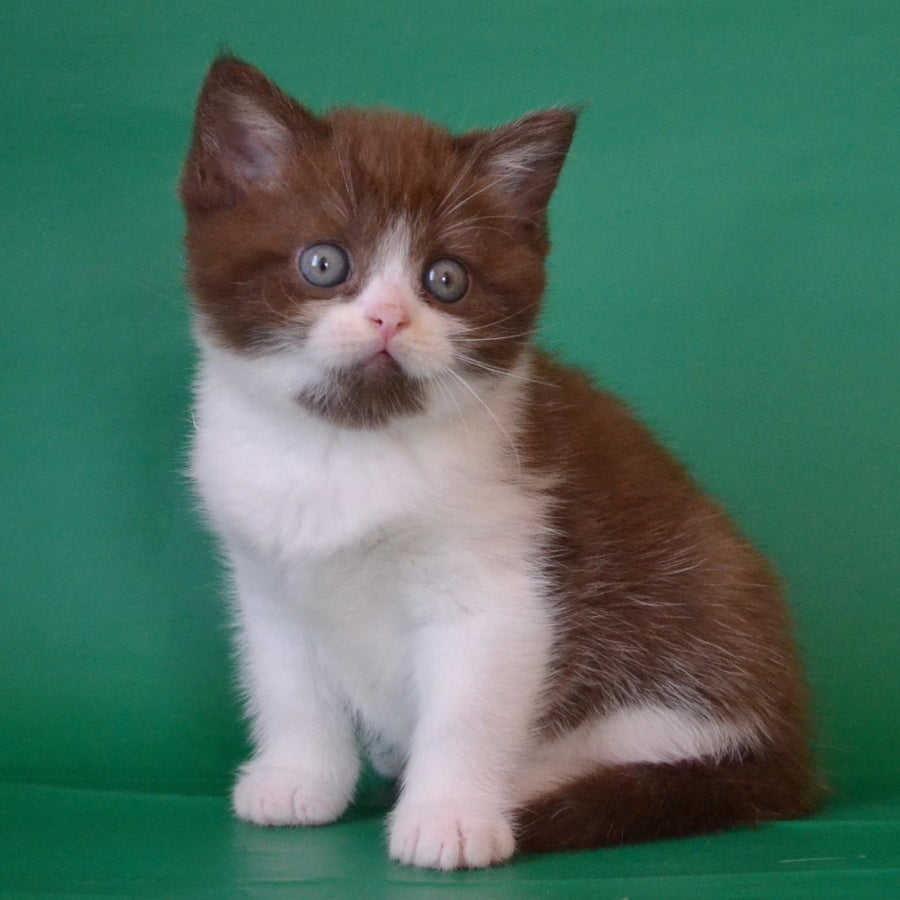 Peter Scottish Straight male, chocolate silver bicolour