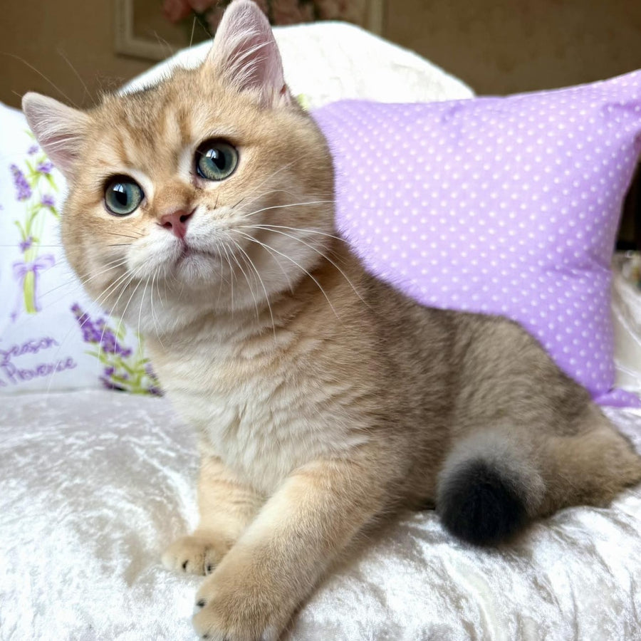Bruno British Shorthair male, black golden shaded