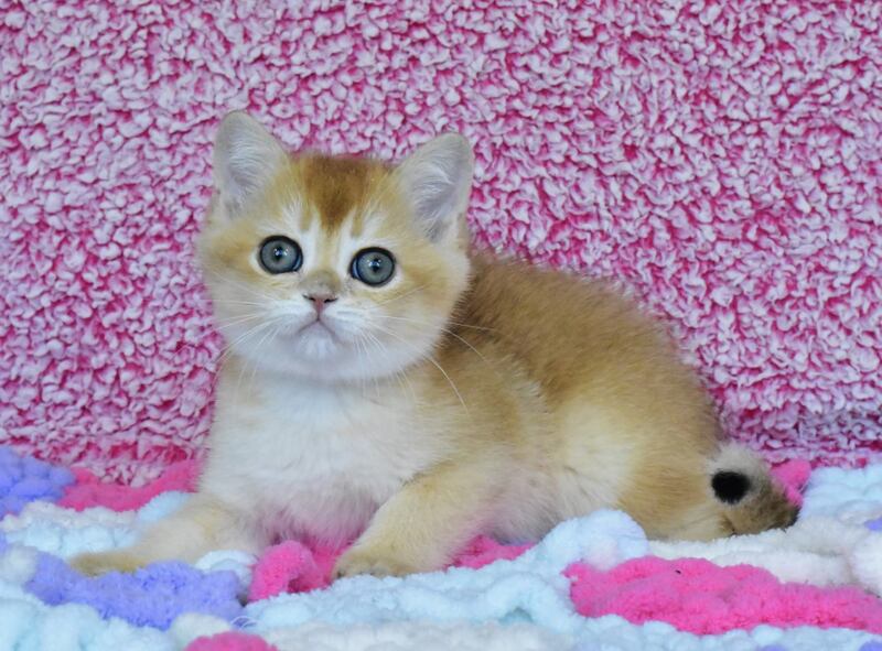 Oskar British Shorthair male, black golden chinchilla