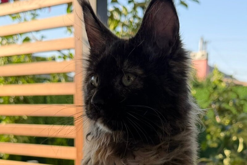 Africa Maine Coon female, black tortie