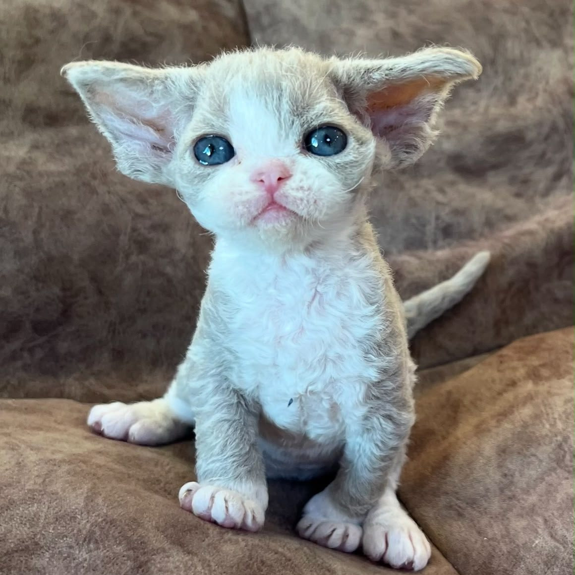 Vasilisa Devon Rex female, lilac bicolour