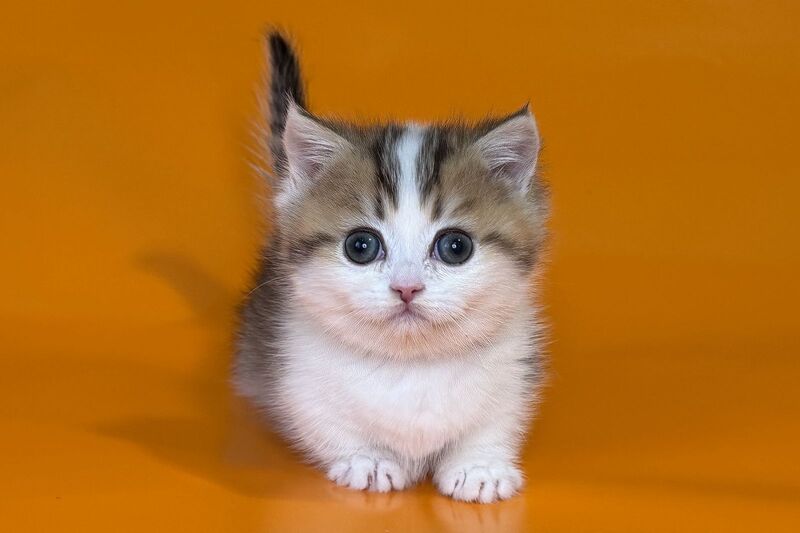 Yavik Munchkin male black golden ticked tabby - live animals