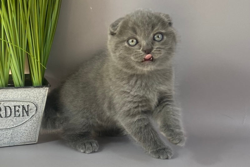 Han Scottish Fold male, blue