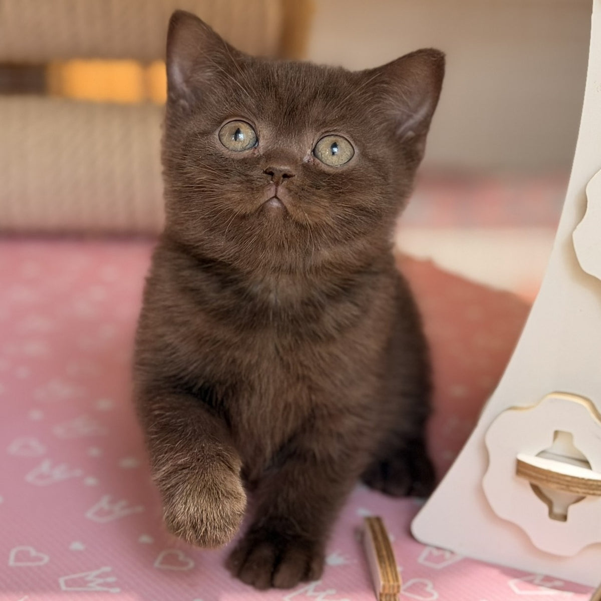 Stanley British Shorthair male, chocolate