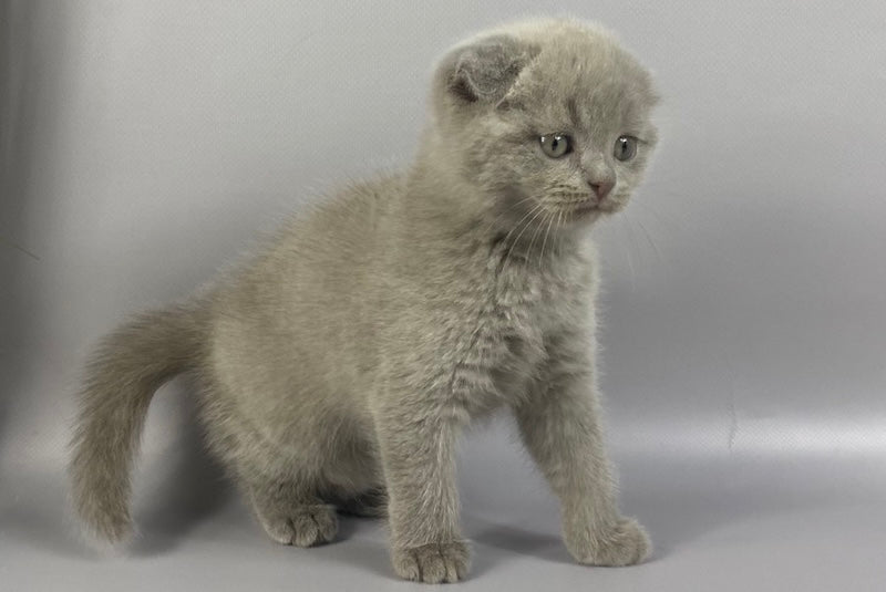 Hummer Scottish Fold male, lilac