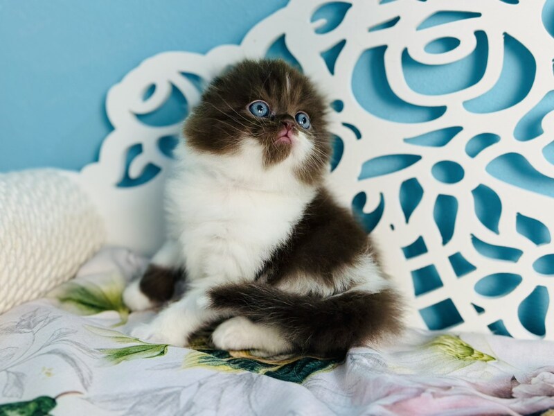 Xanti Scottish Fold male chocolate bicolour - live animals