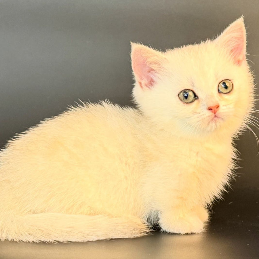 Raven Munchkin female, black silver shaded