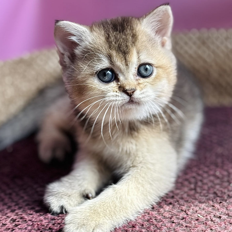 Sisi British Shorthair male, black golden ticked tabby