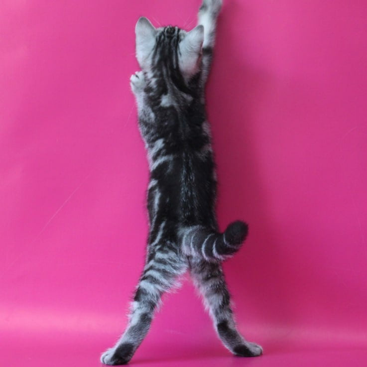 Solomiya Scottish Straight female, black silver tabby