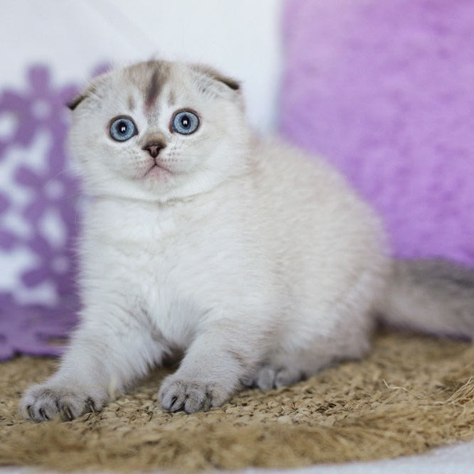 Unabi Scottish Fold female, black ticked tabby pointed