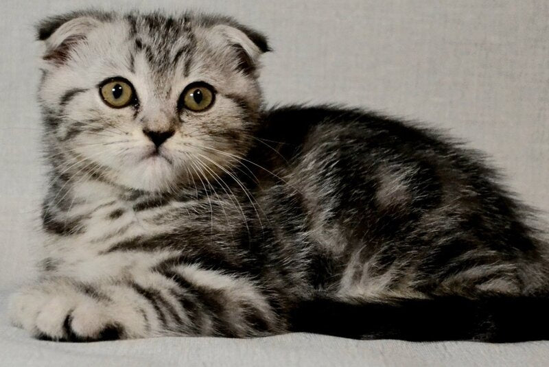 Sonya Scottish Fold female, black silver tabby