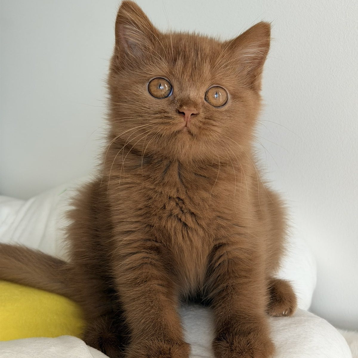 Samanta British Shorthair female, cinnamon