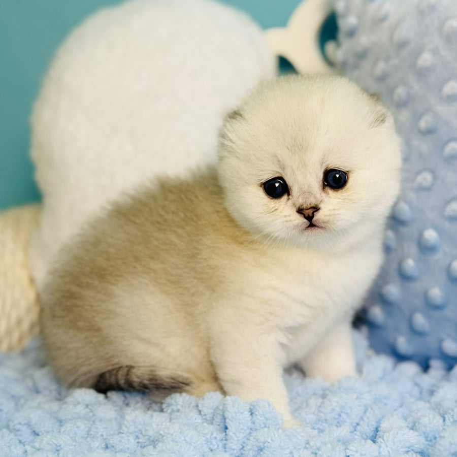 Fluffy Scottish Fold female, black silver shaded