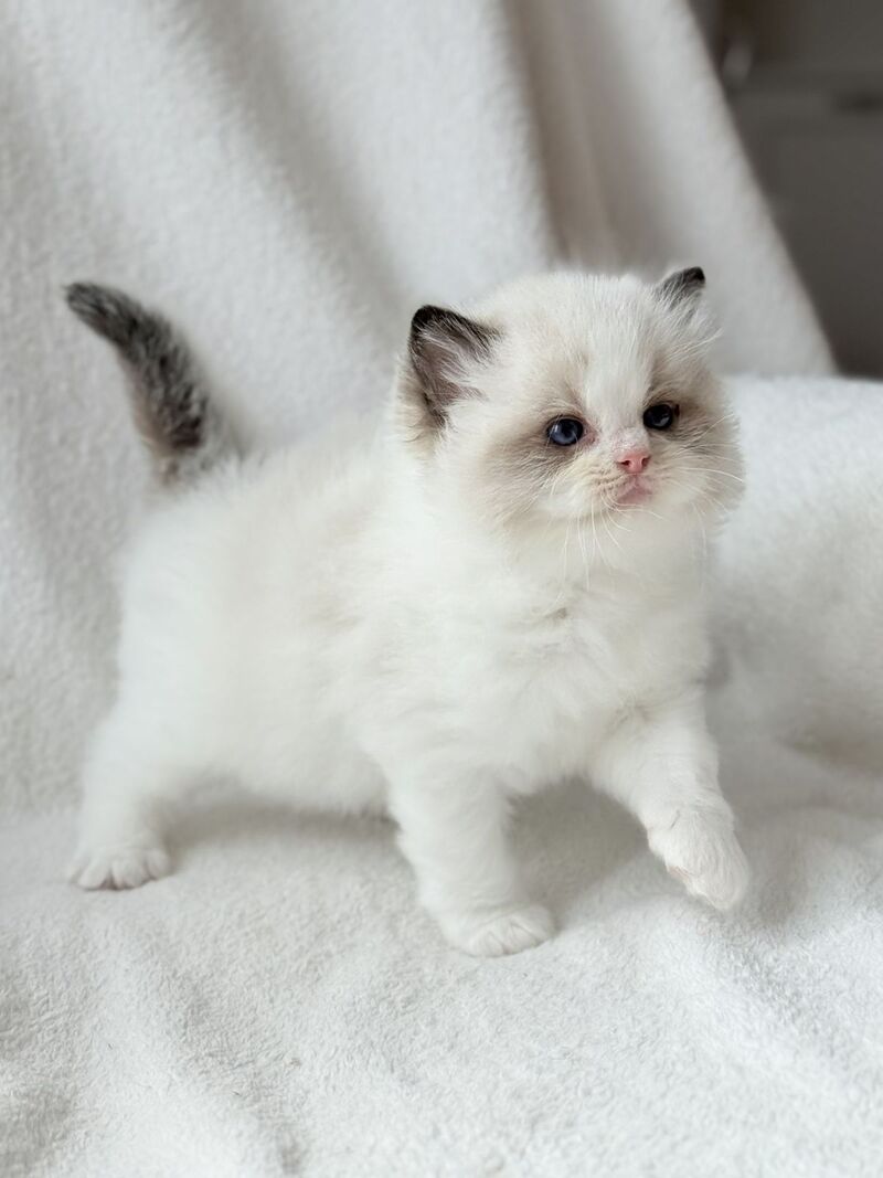 Ramen Ragdoll male black bicolour - live animals