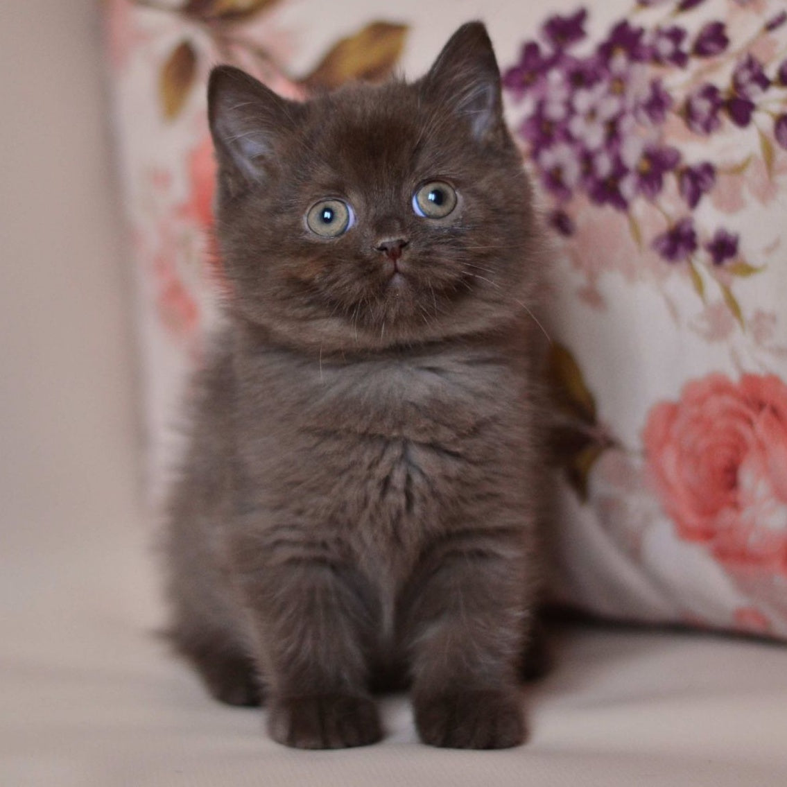 Marsel British Shorthair male, chocolate