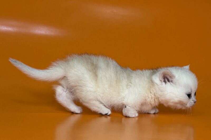 Zynar Munchkin male black silver shaded - live animals