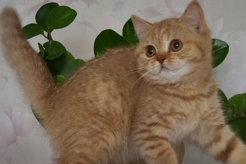 Alina British Shorthair female cinnamon - live animals