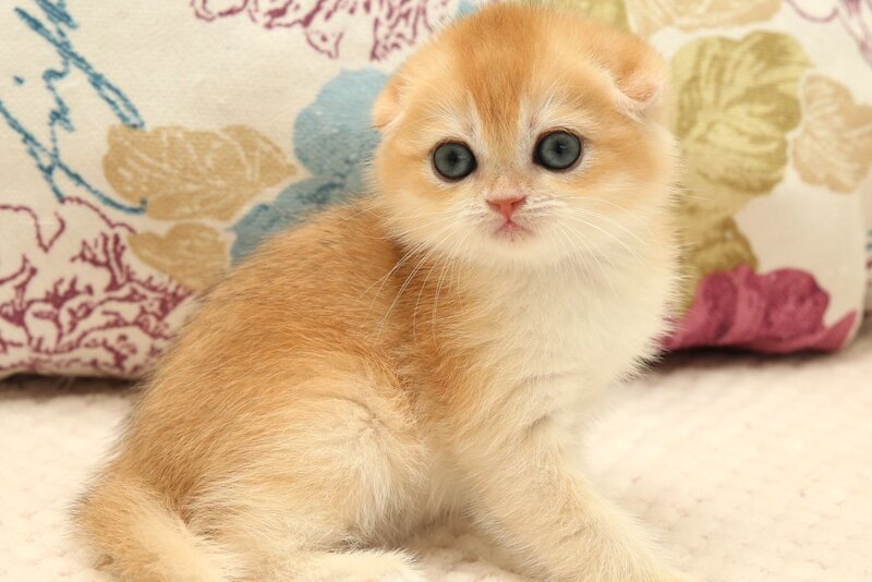 Yana Scottish Fold female black golden chinchilla - live animals