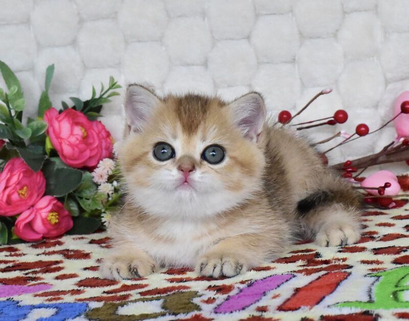 Wendy British Shorthair female black golden shaded - live animals