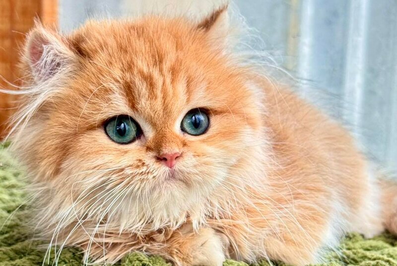 Diesel British Longhair male, chocolate golden shaded