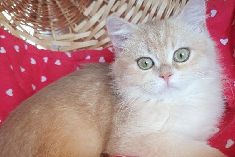Xena British Shorthair female, lilac golden chinchilla