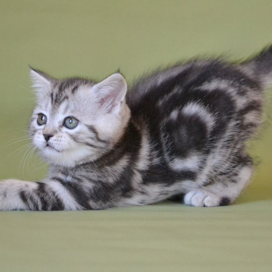 Quiana Scottish Straight female, black silver tabby