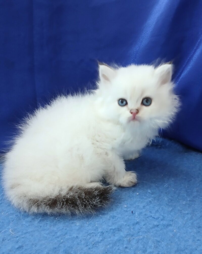 Lotos British Longhair male, black golden shaded pointed