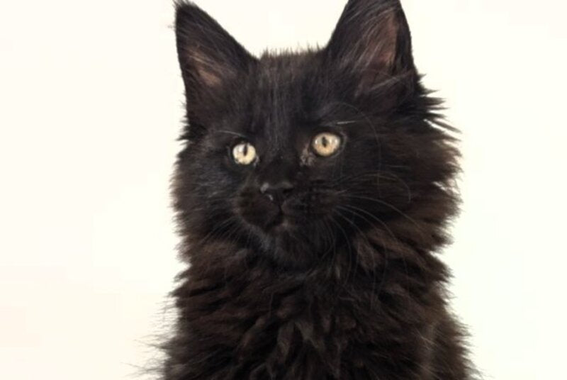Chanti Maine Coon female, black