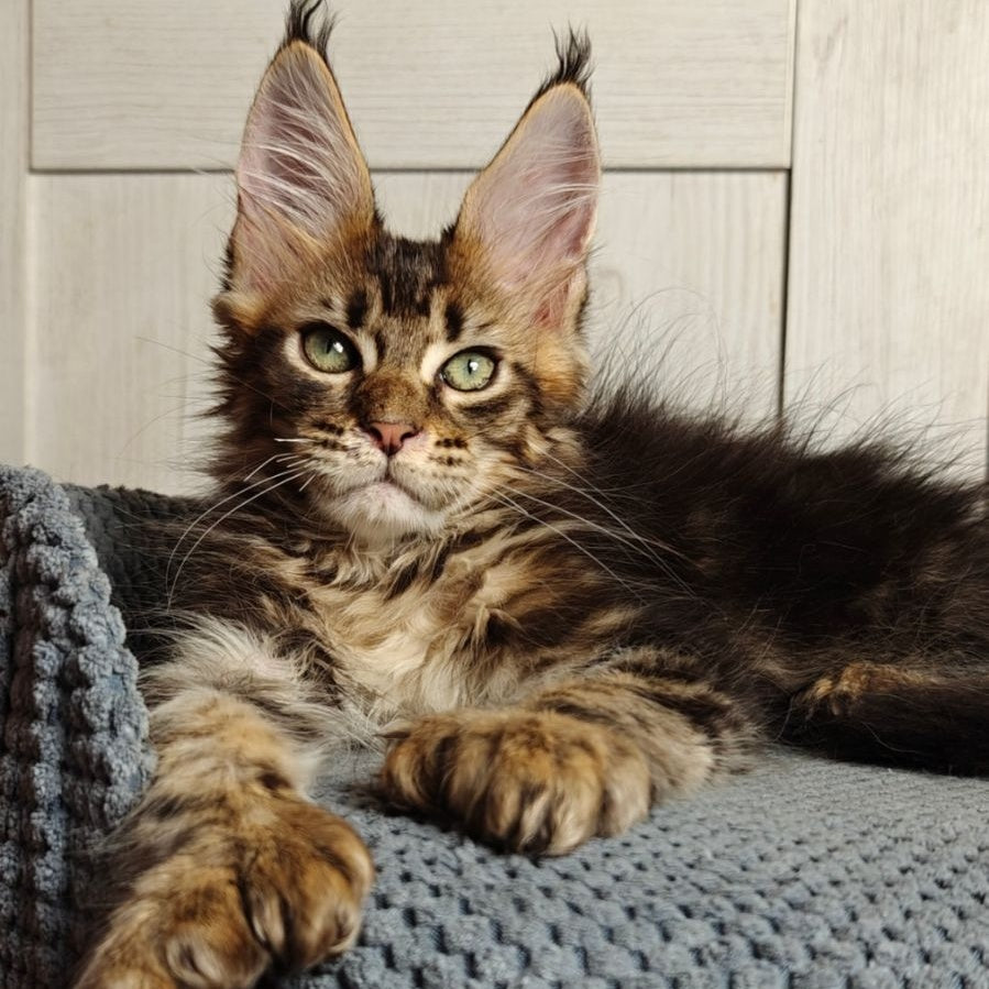 Zeppelin Maine Coon polydactyl 7x7x6x6 male, black tabby