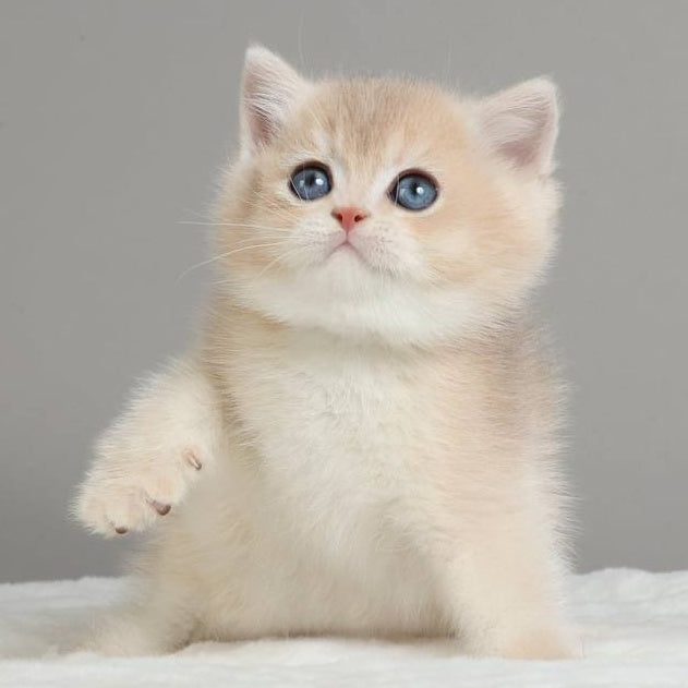 Yasha British Shorthair male, blue golden chinchilla