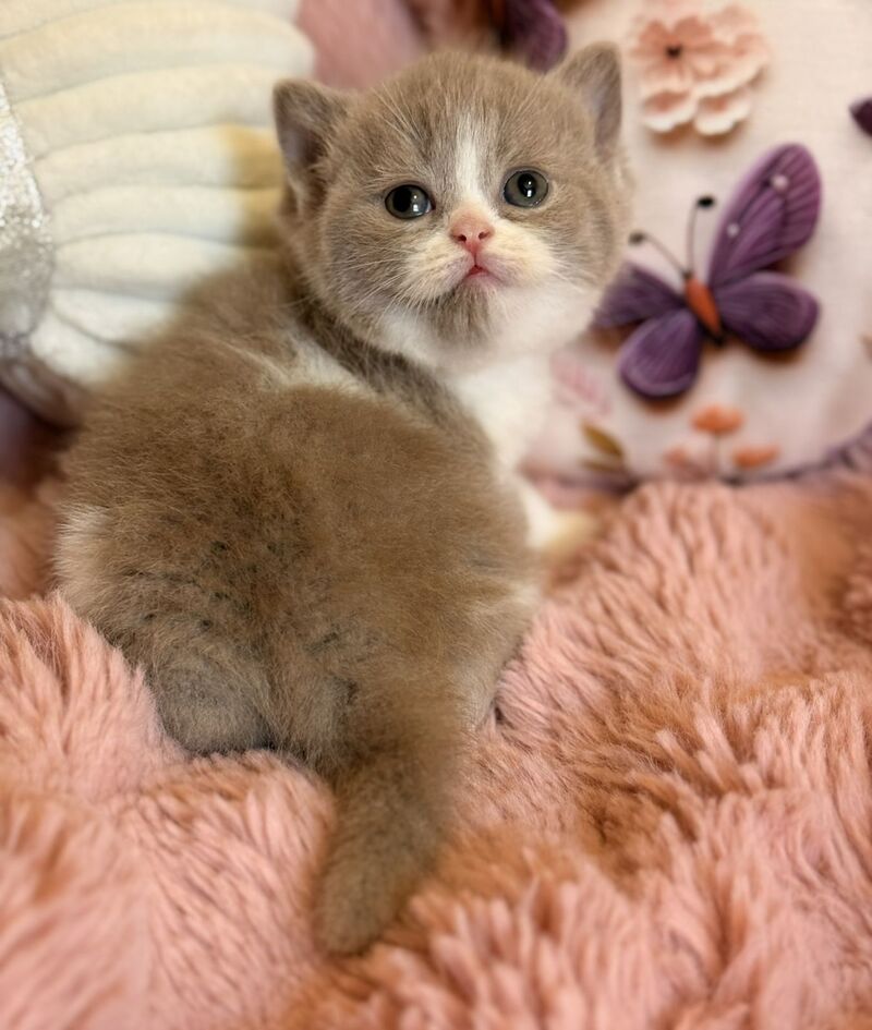 Pamela Scottish Straight female, lilac bicolour
