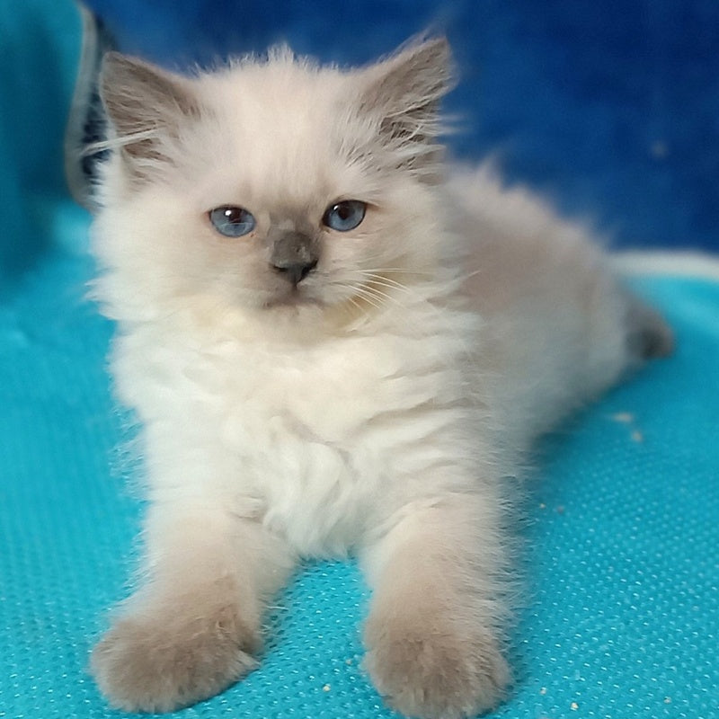Dona Siberian female, blue pointed