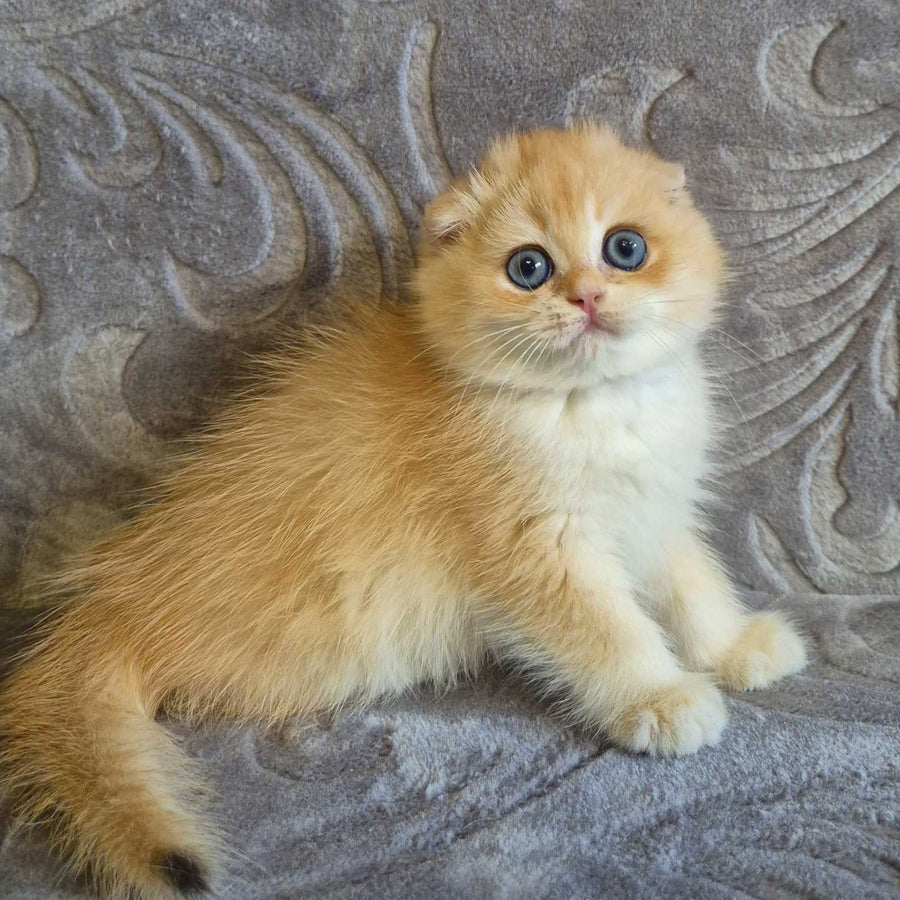 Luntik Scottish Fold male, black golden chinchilla