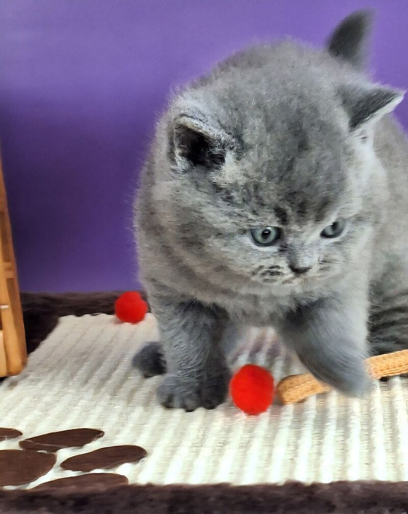 Jeremina British Shorthair female blue - live animals