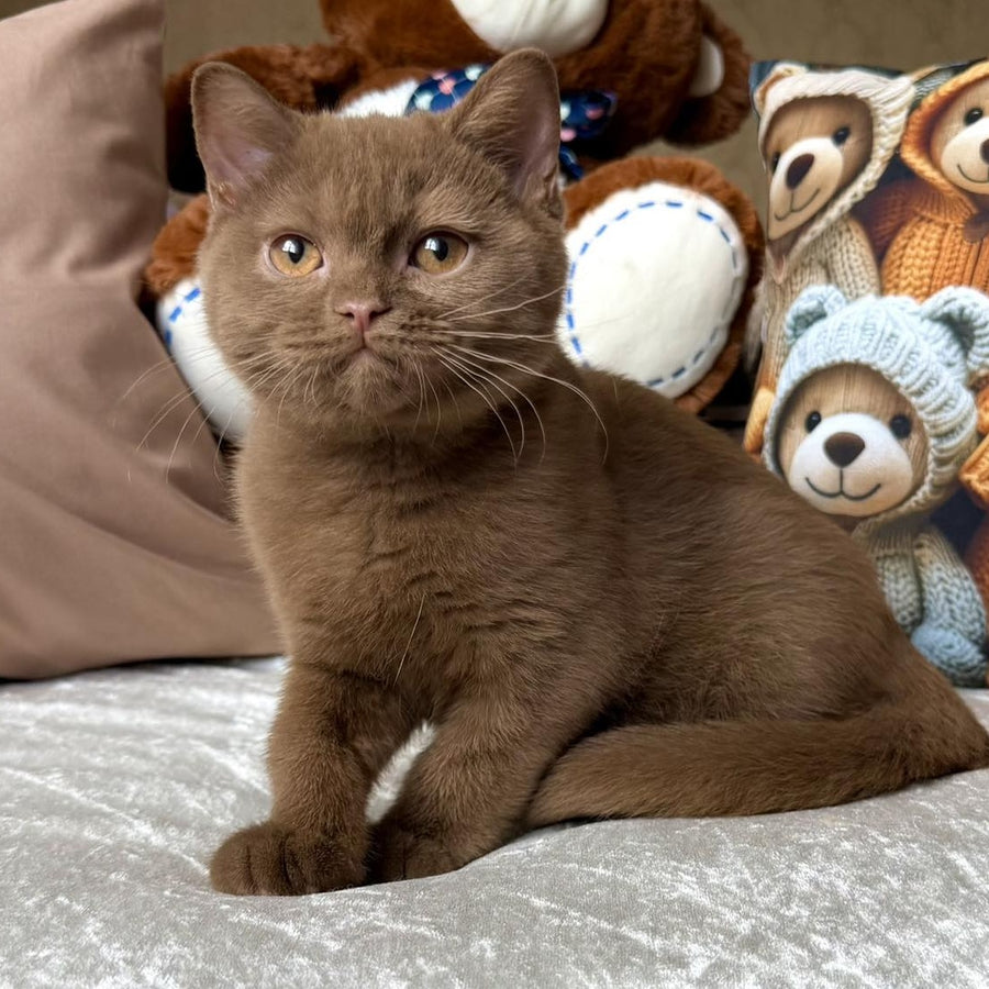 Miray British Shorthair female, cinnamon