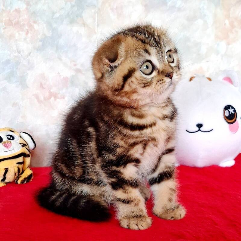 Shakira Scottish Fold female, black tabby