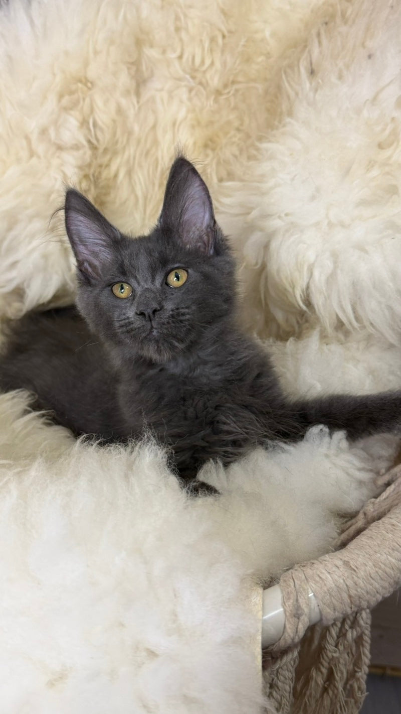 Quix Maine Coon male, blue