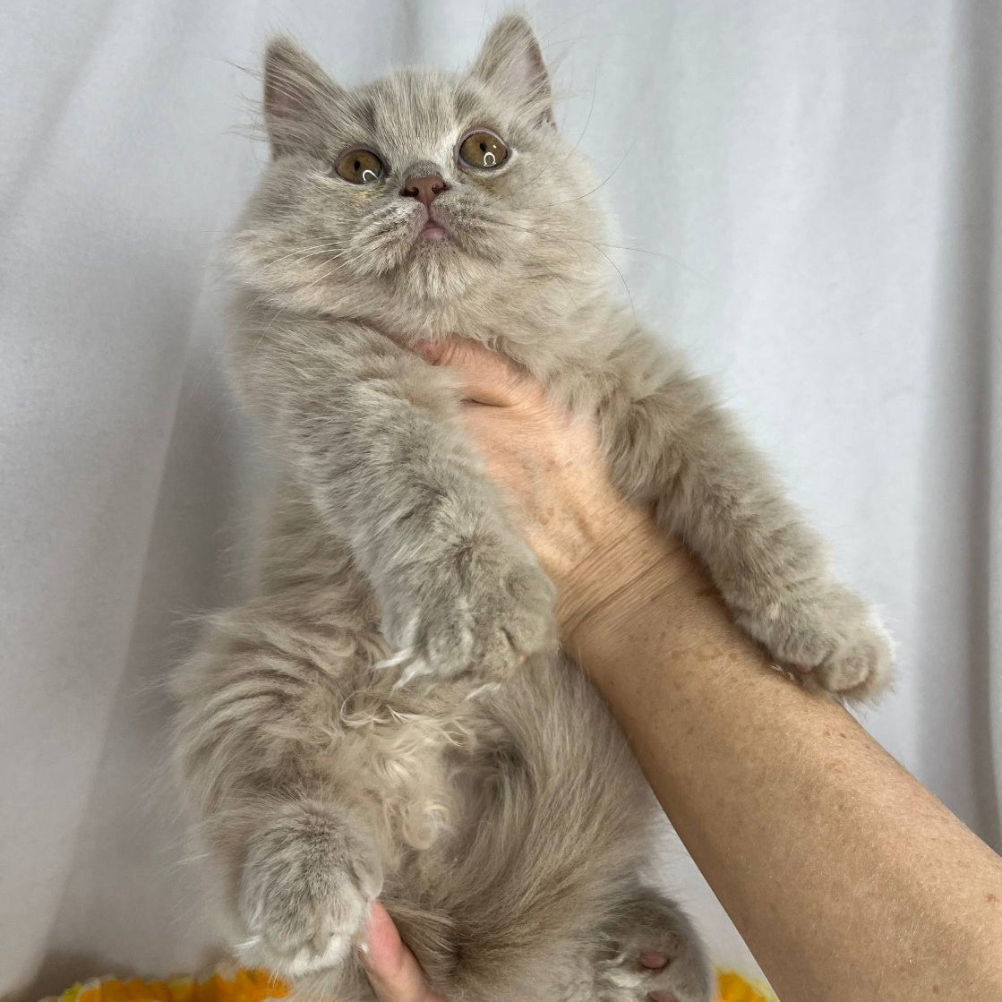 Walter British Longhair male, lilac