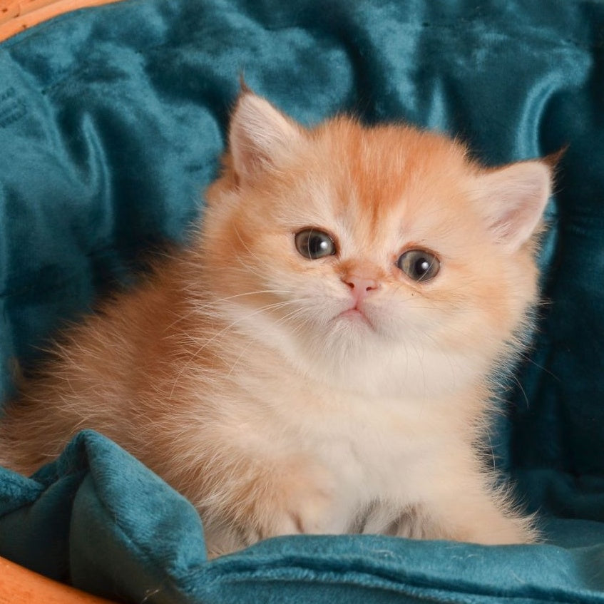 Paulina British Shorthair female, chocolate golden shaded