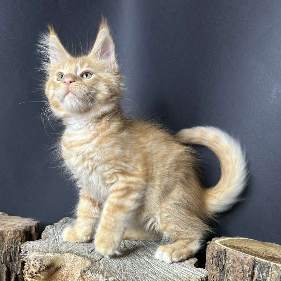 Pixel Maine Coon male, red tabby with white