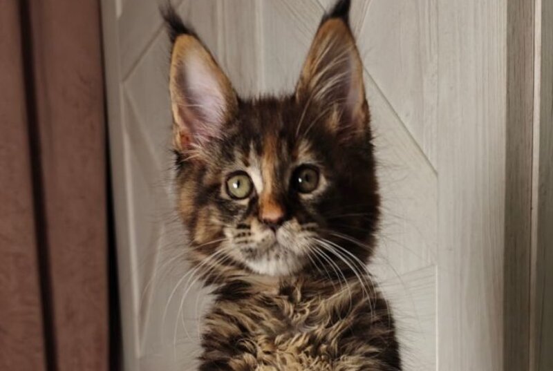 Quasar Maine Coon female black tortie tabby live animals