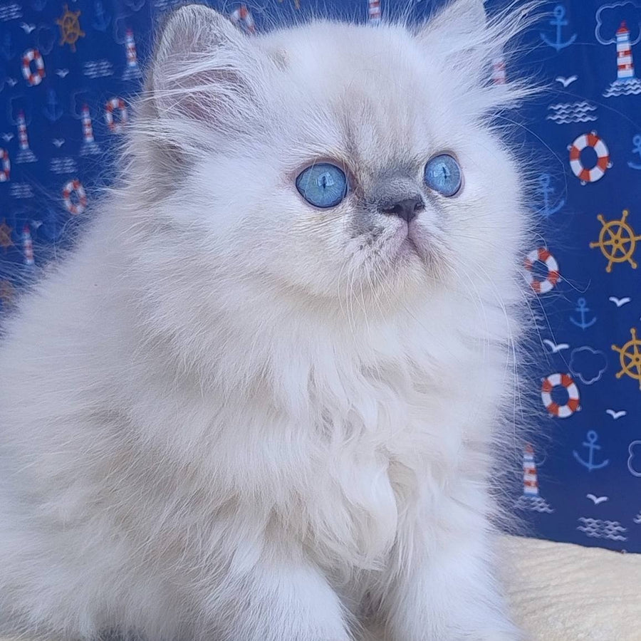 Bassi Persian female, blue pointed