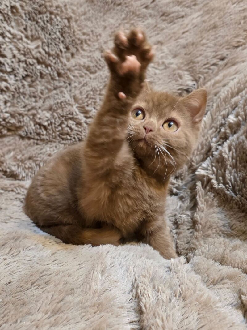 Omar British Shorthair male cinnamon - live animals