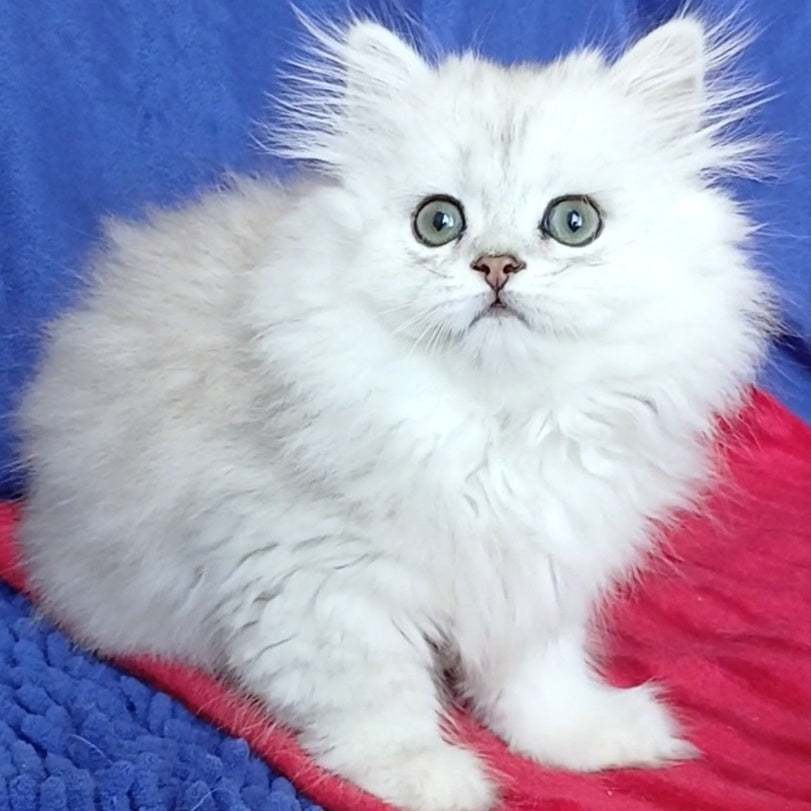 Byanka British Longhair female, black silver shaded